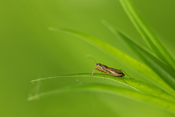 A small bug sitting on a blade of grass. Pure spring scene. Fresh green, amazing color shades. Close-up and macro photo.