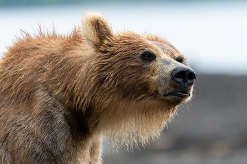 Obraz premium Rządzące krajobrazem niedźwiedzie brunatne Kamczatki (Ursus arctos beringianus)