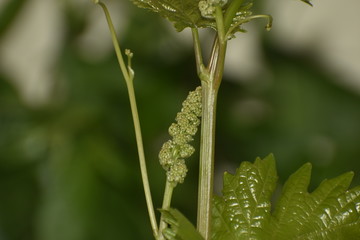 caterpillar on a leaf