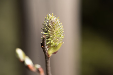 primo piano ad una bella gemma