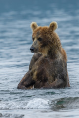 Obraz premium Ruling the landscape, brown bears of Kamchatka (Ursus arctos beringianus)