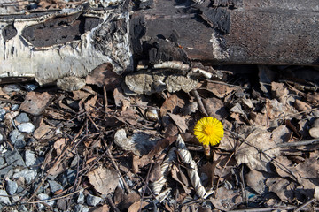 Coltsfoot, Tussilago farfara, flower in springtime
