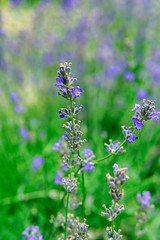 Blooming lavender in a field close-up, in the summer in the rays of the sun at sunset. Selective focus.