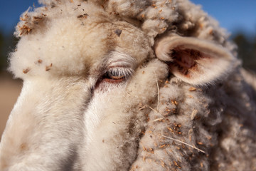Sheep left eye close