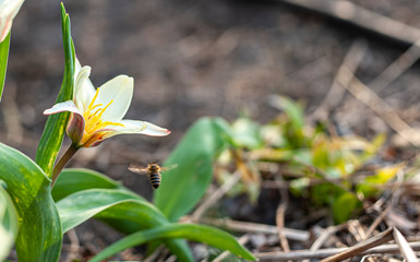 bee flying towards tulip flower in garden