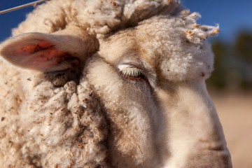 Sheep right eye and ear close
