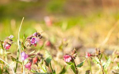 little shaggy bee on tiny flower in the grass under bright spring sun