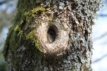 Tree trunk bark cut hole 