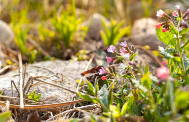 Tiny flowers in the grass under bright sun, alpine hill