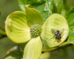 Cornus mit Fliege