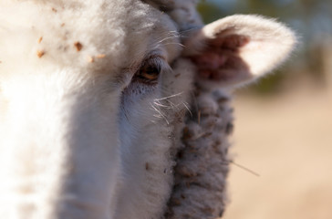 Sheep left eye focus