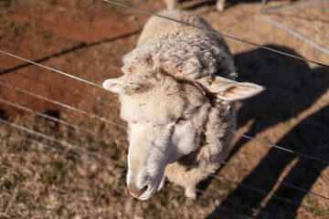 Sheep from above head through wire