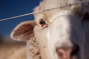 Sheep right eye close with wire fence