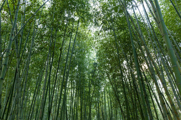 Fototapeta na wymiar Bamboo forest overgrown in Arashiyama, Kyoto