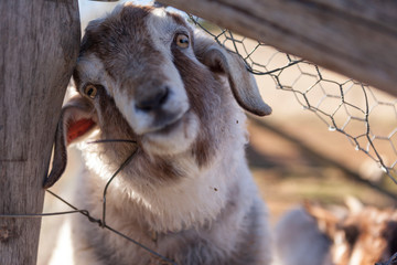 Goat head through broken farm fence