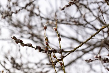 Spring tree flowering. Branch of willow wkith catkins - lamb's-tails. Slovakia	