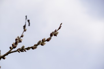 Spring tree flowering. Branch of willow wkith catkins - lamb's-tails. Slovakia	
