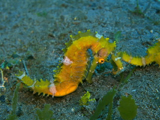 The amazing and mysterious underwater world of Indonesia, North Sulawesi, Manado, sea horse