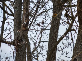 Spring tree flowering. Branch of willow wkith catkins - lamb's-tails. Slovakia	