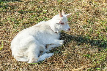 Naklejka na ściany i meble Cute young baby goat relaxing in ranch farm in summer day. Domestic goats grazing in pasture and chewing, countryside background. Goat in natural eco farm growing to give milk and cheese.