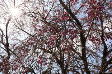 しだれ桜