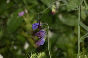 Obraz na płótnie Canvas purple flower in the garden