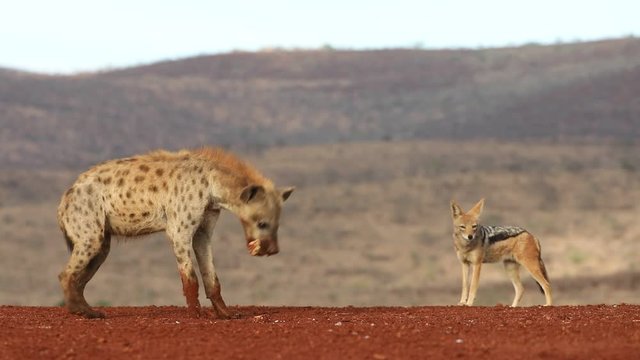The Jackal & Hyena