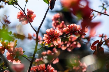 Fototapeta na wymiar Spring tree flowering. Red and Pink flowers on blooming tree. Slovakia