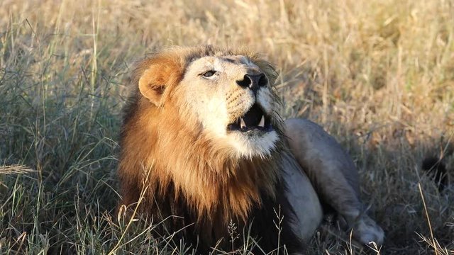 The Lion Roar