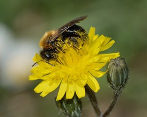 Close-up of bumblebee on yellow dandelion flower