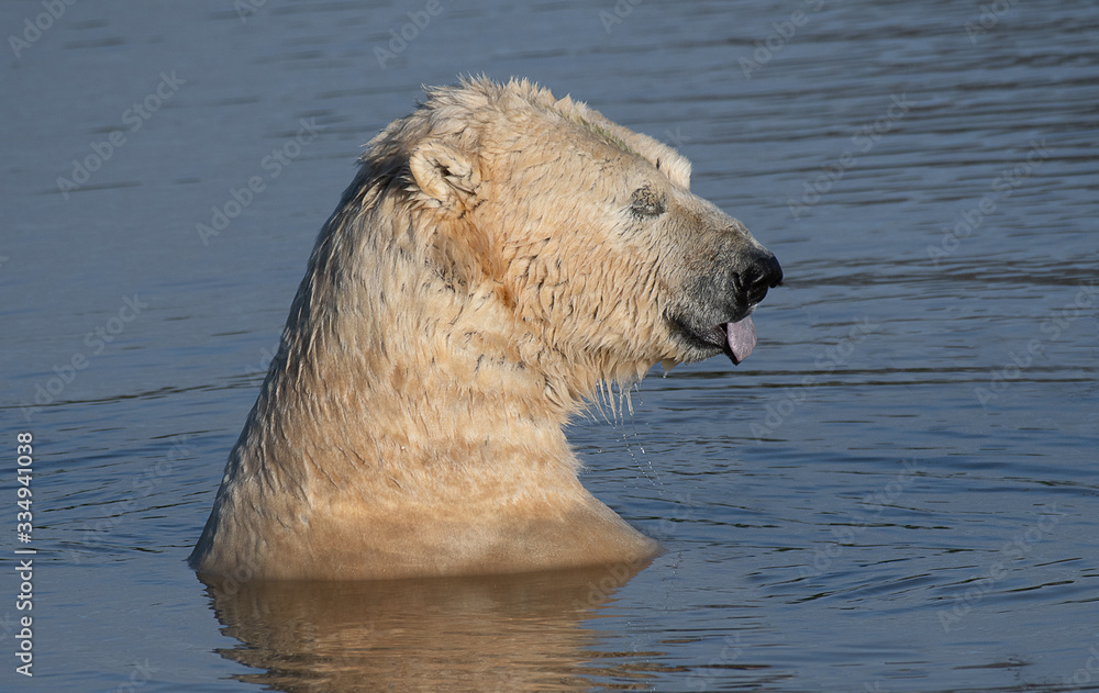 Poster a close up of a polar bear as its head and shoulders emerge from the water. it has its tongue out an