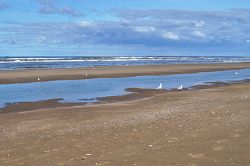 The beach of Bloemendaal aan Zee with seagulls, North sea, Holland, Netherlands
