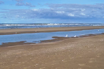 Gordijnen The beach of Bloemendaal aan Zee with seagulls, North sea, Holland, Netherlands © Fotografie-Schmidt