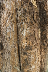 tree bark texture