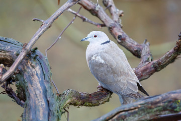 Streptopelia decaocto. Tórtola turca, después de la lluvia. Paloma.