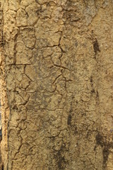 old wood texture