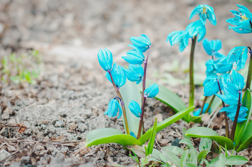 A small bush of early spring flowers of turquoise bluewood. scilla bluebell close up.