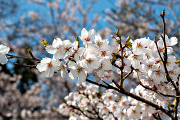 Start of blooming of cherry blossoms in Japan in early April