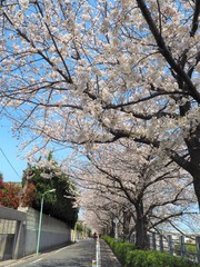 the beautiful Cherry blossom trees in Tokyo