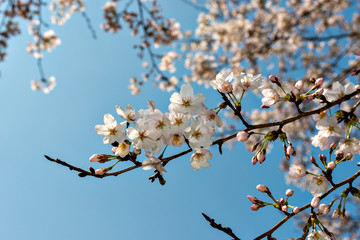 Start of blooming of cherry blossoms in Japan in early April