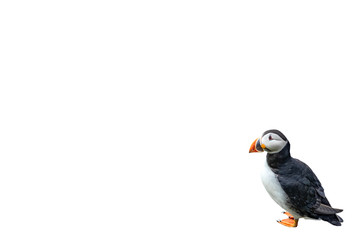 Puffin on white background with text space