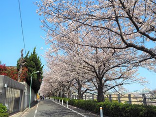 the beautiful Cherry blossom trees in Tokyo