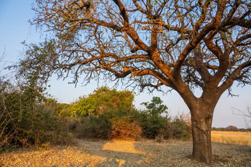 Obraz na płótnie Canvas Wild leopard taking a nap over the tree