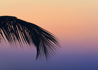 Palm trees silhouettes in sunset. Tropical sunset.