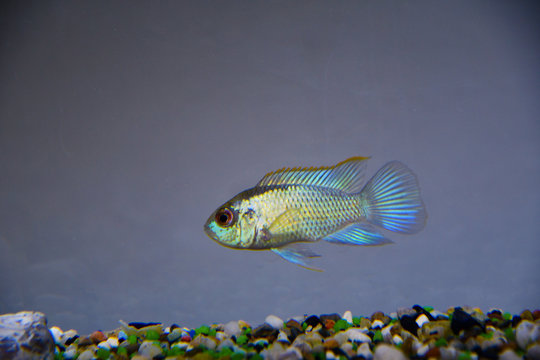 Ciclide Acquario