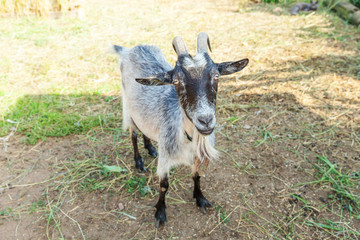Cute goat relaxing in ranch farm in summer day. Domestic goats grazing in pasture and chewing, countryside background. Goat in natural eco farm growing to give milk and cheese.