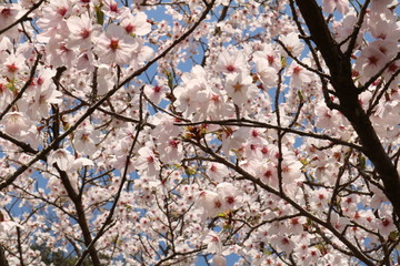 桜