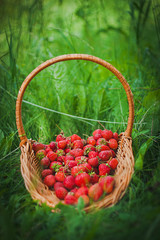 Basket with delicious strawberries on the green grass