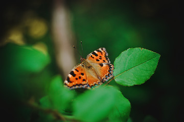 Butterfly sits on a green bush