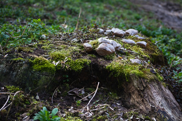 forest stump overgrown with green moss, mushrooms and various small plants
